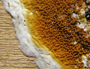champignons lignivores : comprendre la mérule et ses congénères pour mieux les combattre