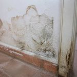 Mérule et remontées capillaires : comment les détecter, les distinguer d’une simple humidité et protéger durablement votre maison