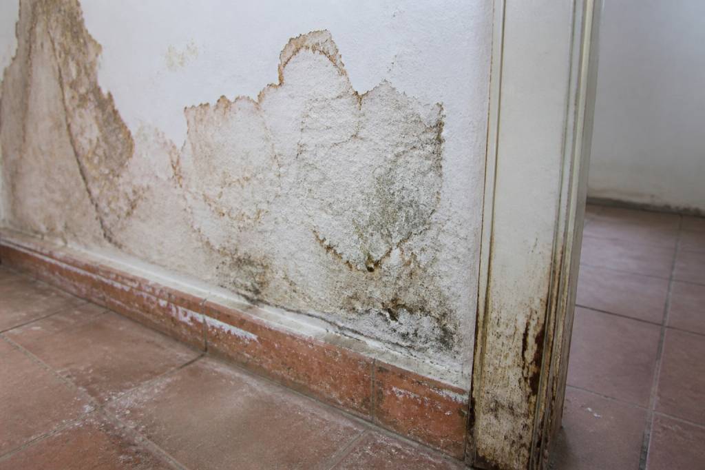 Mérule et remontées capillaires : comment les détecter, les distinguer d’une simple humidité et protéger durablement votre maison